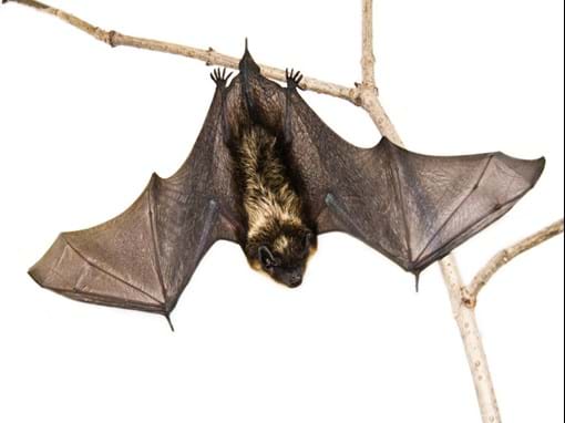 Zanesville Bat Removal