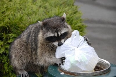 San Antonio Wildlife Removal